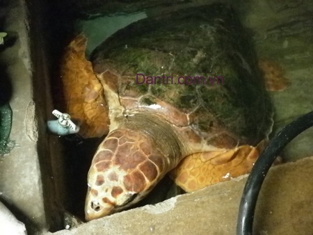 Ngư dân bắt được con vích nặng hơn 50kg  - 4