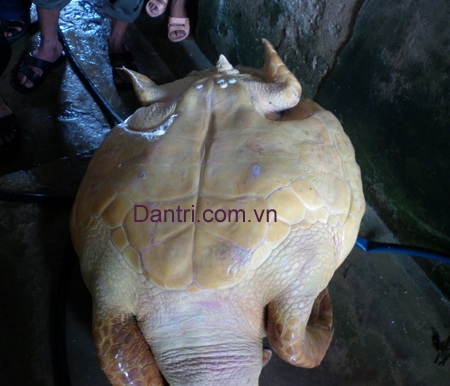 Ngư dân bắt được con vích nặng hơn 50kg  - 1