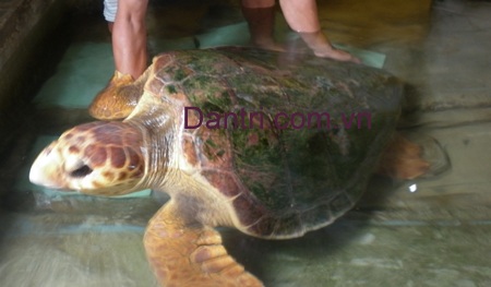 Ngư dân bắt được con vích nặng hơn 50kg  - 5