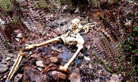 Phát hiện xác chết chỉ còn lại bộ xương trên đồi sim  - 1