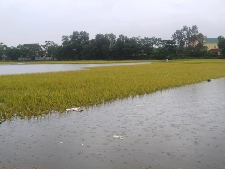 Những cánh đồng mênh mông nước trắng xóa (Ảnh: Nguyễn Duy)