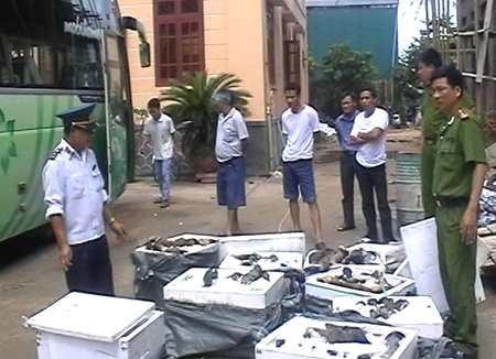 Lực lượng Công an Diễn Châu bắt giữ chiếc xe chở 400kg chân trâu, nội tạng không có giấy tờ.