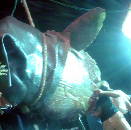 Cá được cẩu lên xe đưa ra Bảo tàng Thiên nhiên Việt Nam phục vụ nghiên cứu.