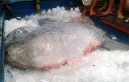 Bắt được cá Mặt trăng “khủng” nặng hơn 4 tạ