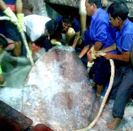 Nhiều người cùng hợp sức mới có thể bê được con cá khủng