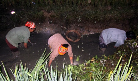 Các chị lom khom giữa vũng bùn lầy “mót” những con cá con tôm còn sót lại.