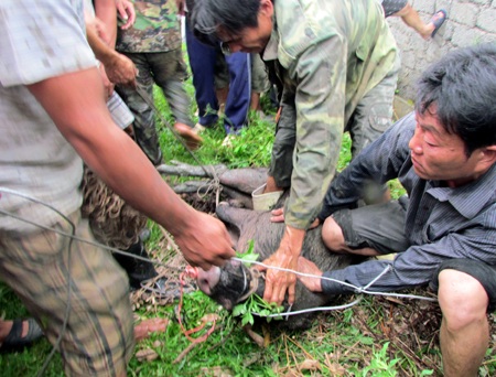 Con lợn bị bắt sau hơn 3 tiếng đồng hồ với hàng trăm người bao vây (Ảnh: M.T). 