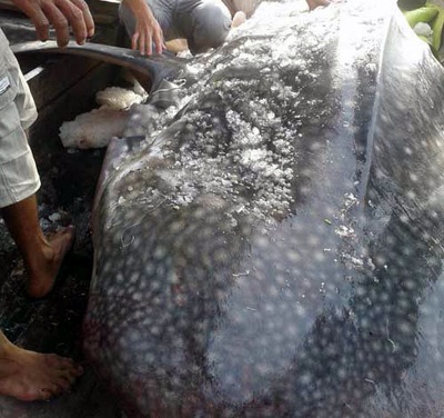 Đầu con cá voi nhám khủng. 