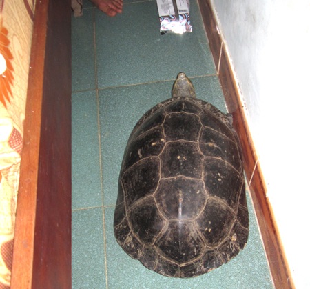 Cụ rùa khủng bò từ ruộng về được nuôi nhốt tại gia đình anh Dũng.