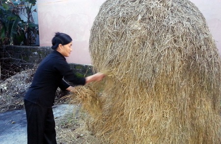 Đống rơm của bà Tính chỉ đáng giá 50 ngàn đồng, nhưng bị đánh giá là 300 ngàn đồng.