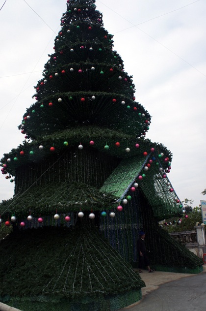 Cây thông có đường kính đáy hơn 10m, ô tô có thể đi qua.