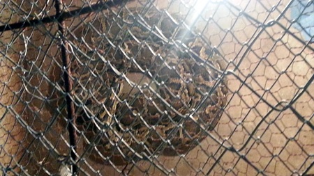 Con trăn được ông bà T. chăm bẵm như chính con trai mình.