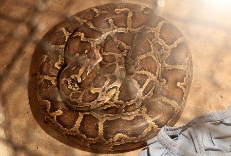 Con trăn lạ đã được gia đình bà T. nuôi dưỡng, “thờ phụng” hơn 5 tháng nay.