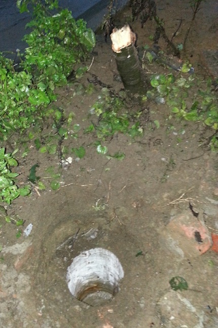 Cây xoài trước cột điện bị chiếc taxi đâm đứt rồi đâm gãy cột điện