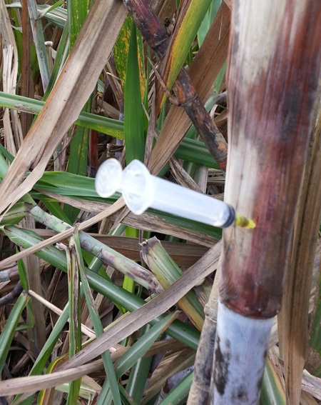 Kim tiêm được các con nghiện cắm trên những thân cây mía ở các ruộng mía của người dân Thọ Hợp.