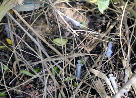 Hay ở trong các lùm cây có một lúc 3-4 cái.