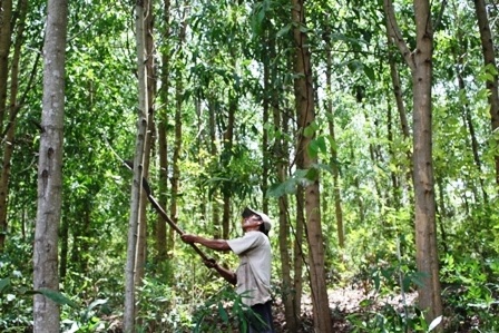 Truyền thuyết về thung lũng Rắn - 1 Một góc rừng ở thung lũng rắn hôm nay.