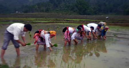 Và bà con xuống đồng để cầu mong một năm mới mưa thuận, gió hòa, mùa màng được tốt tươi. 