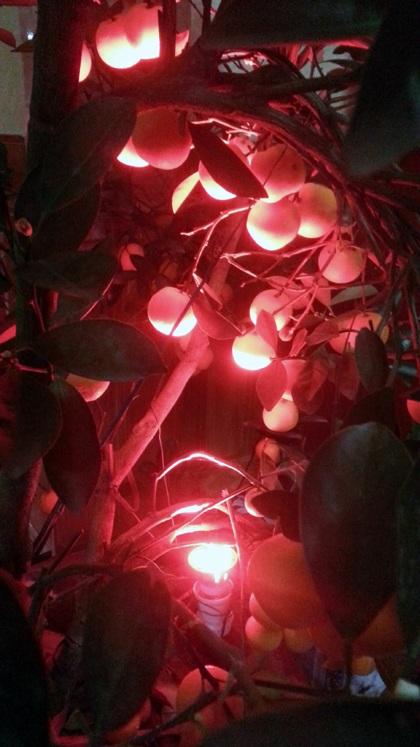 Một cây lộc xuân được đặt trong nhà.