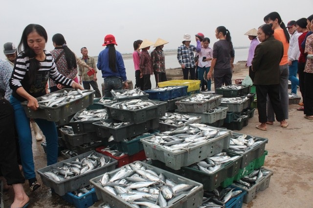  Ngư dân vui với lộc biển đầu năm.