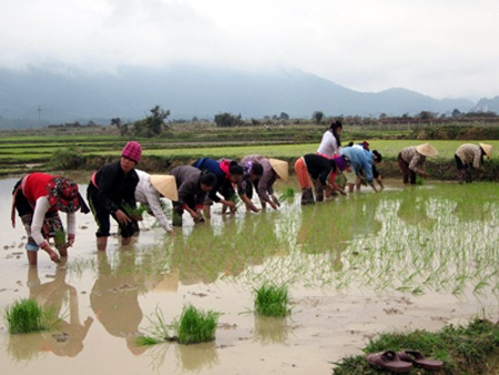 Bà con xuống đồng ngày đầu năm. 