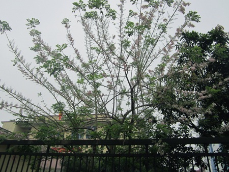 Rực rỡ hoa anh đào Côn Đảo giữa lòng thành Vinh - 17 Mạnh Hà - Nguyễn Duy