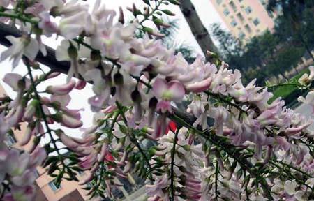 Rực rỡ hoa anh đào Côn Đảo giữa lòng thành Vinh - 9 Mạnh Hà - Nguyễn Duy