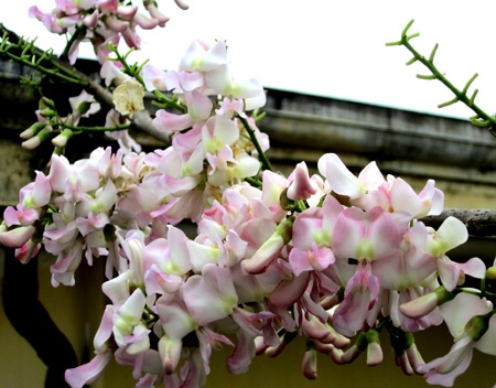 Mạnh Hà - Nguyễn Duy