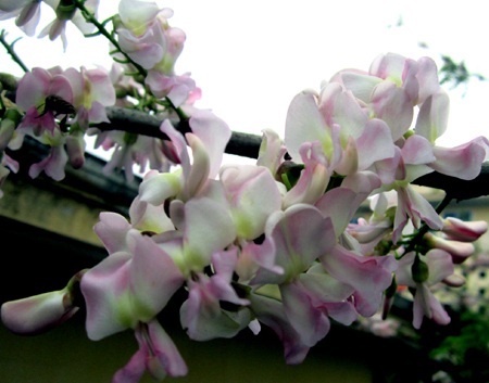 Mạnh Hà - Nguyễn Duy