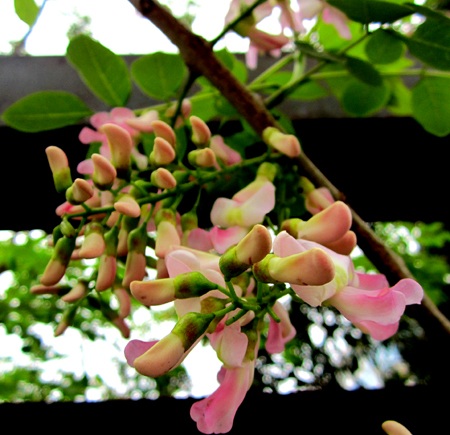 Mạnh Hà - Nguyễn Duy