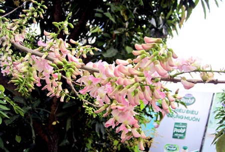 Rực rỡ hoa anh đào Côn Đảo giữa lòng thành Vinh - 5 Mạnh Hà - Nguyễn Duy