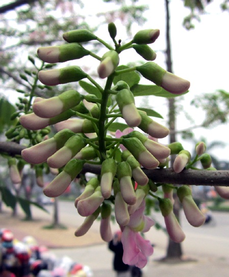 Mạnh Hà - Nguyễn Duy