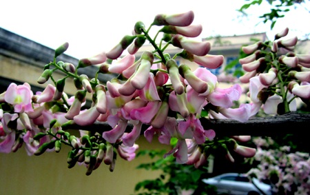 Mạnh Hà - Nguyễn Duy