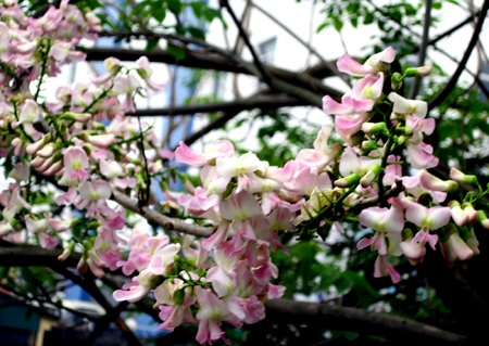 Mạnh Hà - Nguyễn Duy