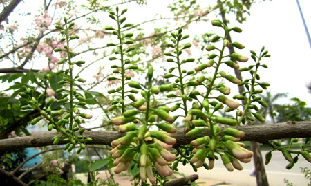 Mạnh Hà - Nguyễn Duy