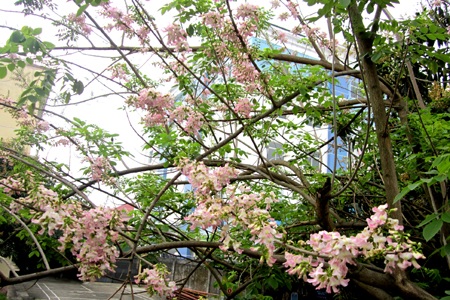 Mạnh Hà - Nguyễn Duy