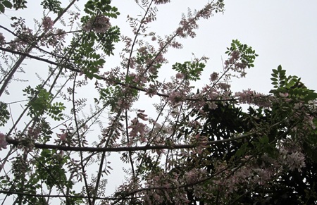 Rực rỡ hoa anh đào Côn Đảo giữa lòng thành Vinh - 13 Mạnh Hà - Nguyễn Duy