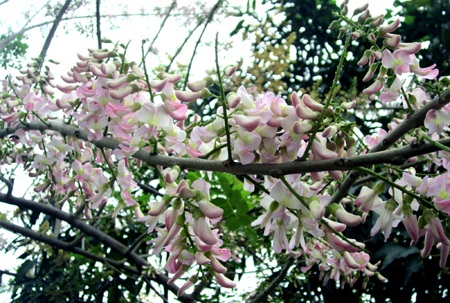 Mạnh Hà - Nguyễn Duy