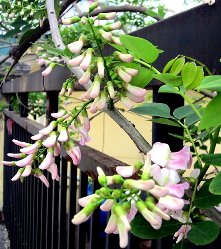 Rực rỡ hoa anh đào Côn Đảo giữa lòng thành Vinh - 10 Mạnh Hà - Nguyễn Duy