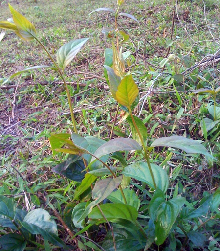 3 người tử vong vì ăn lá ngón