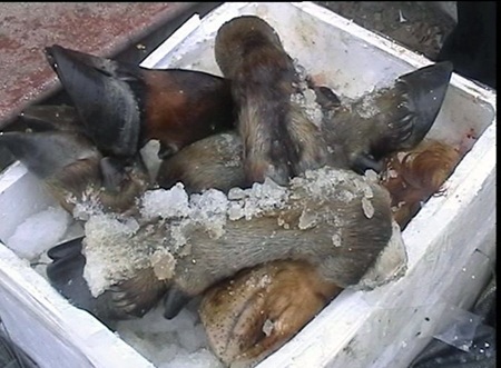 Những chân traao không rõ nguồn gốc được ướp đá đựng trong các thùng xốp.