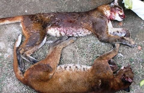 Đây là hai cá thể beo được lực lượng chức năng tỉnh Nghệ An bắt giữ vào tháng 1/2013.