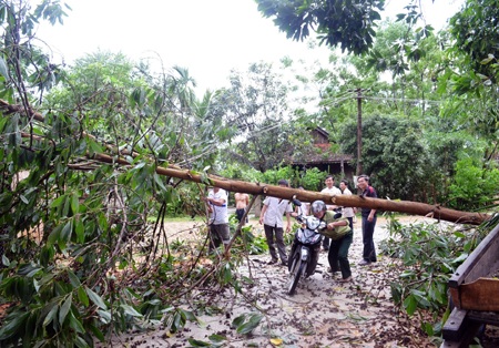 Rất nhiều cây bị gãy đổ, đè đứt dây điện