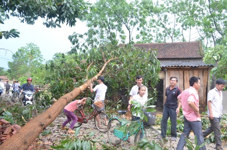 Rất nhiều cây bị gãy đổ, đè đứt dây điện