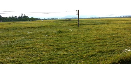 Mái tôn được làm khá chắc chắn nhưng đã bị lốc giật tung và đưa đi xa hàng chục mét.