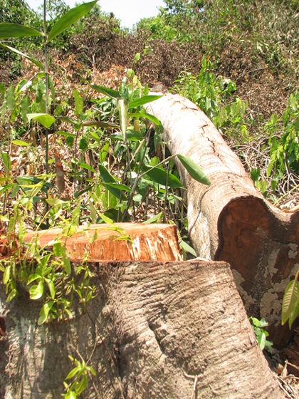 Những cây có tuổi đời khá bị đốn hạ (Ảnh: Trần Minh).