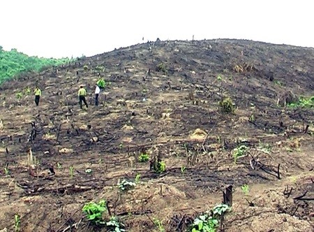 Không biết đến khi nào rừng phòng hộ Tào Sơn được trả lại nguyên trạng?.