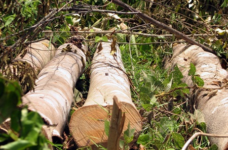 Nhiều diện tích rừng của Lâm trường Cô Ba bị tàn phá (Ảnh: Trần Minh).
