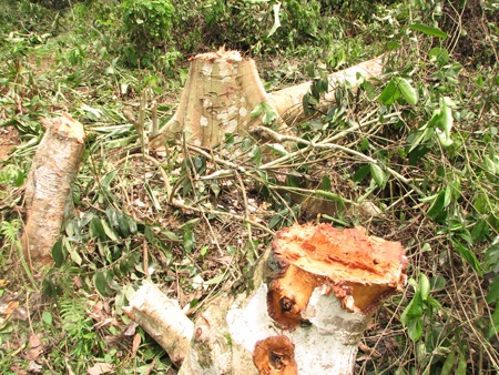 Nhiều diện tích rừng của Lâm trường Cô Ba bị tàn phá (Ảnh: Trần Minh).