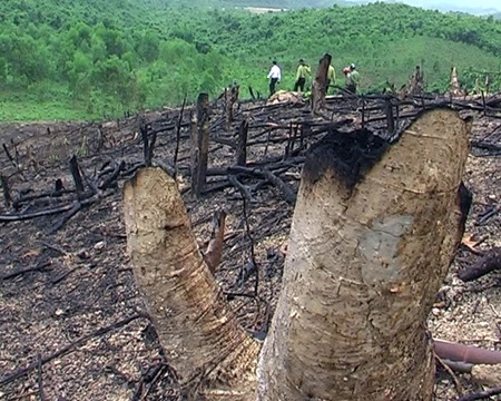 Rừng đầu nguồn của xã Tào Sơn bị tàn phá.